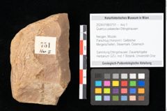 Foto (Objekt + Etikett) von Quercus palaeoilex Ettingshausen (NHMW-GEO-2024-0188-0751)